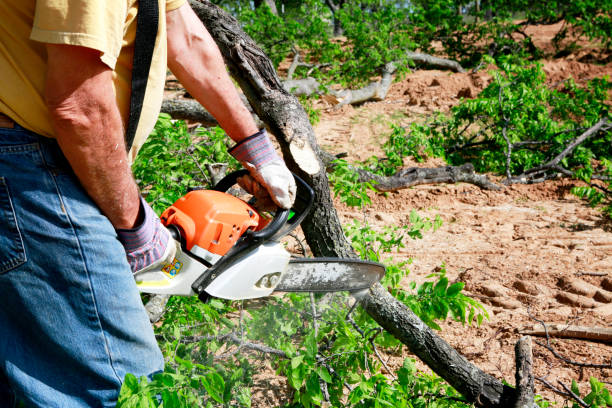 How Our Tree Care Process Works  in  Blue Hills, CT